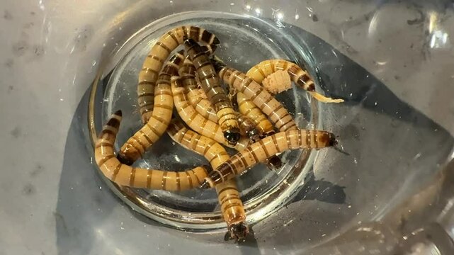 super worms in a bowl video