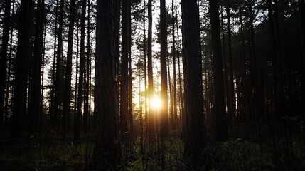Fototapeta premium Serene sunset shining through tall trees in tranquil forest setting : Generative AI