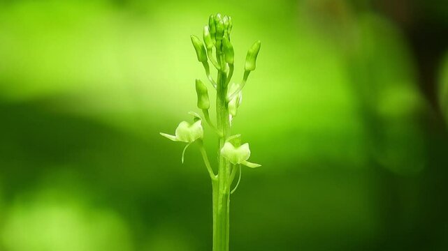 [4K] Liparis kumokiri (Japanese Widelip Orchid) Blooming on Deep Forest Floor in Early Spring 【4K】早春の林床に咲くクモキリソウ（蜘蛛切草）：学名 Liparis kumokiri の緑色の小花 撮影日：20240620-1