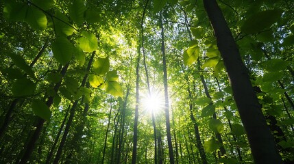 Obraz premium Sunlight filtering through lush trees in a vibrant green forest creating a captivating and serene natural scene : Generative AI