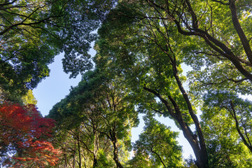 Une scène automnale dans un parc de Tokyo près de Harajuku, où des arbres colorés créent une atmosphère vibrante et sereine.
