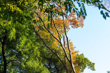 Une scène automnale dans un parc de Tokyo près de Harajuku, où des arbres colorés créent une atmosphère vibrante et sereine.