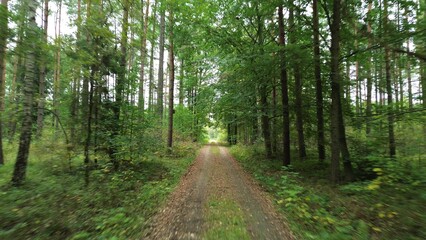 Dirt trail with colorful autumn foliage