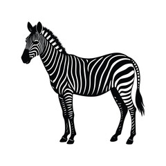 Zebra silhouette isolated on white background