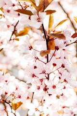 Delicate pink cherry blossoms blooming on a sunny spring day