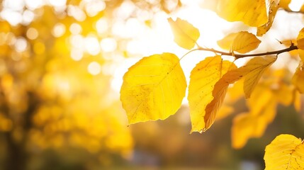 Obraz premium Golden autumn leaves glowing in sunlight bringing warmth and beauty : Generative AI