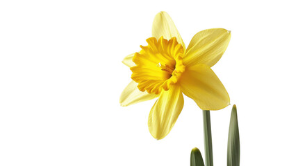 Fototapeta premium Vibrant yellow daffodil blooming on transparent background