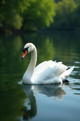 Fototapeta premium Elegant white swan floats serenely on calm pond water , fauna, lake