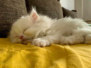 Azra Persian Cat White kitten