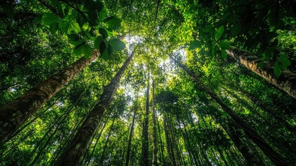 A thick, green jungle with towering trees and vines hanging down from the canopy.