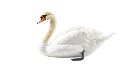 A graceful swan with a long neck and elegant plumage, showcasing its pristine white feathers and distinctive orange beak.