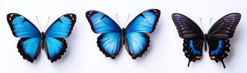 Isolated on a transparent background, a trio of gorgeous blue butterflies displaying color transitions is offered as stock