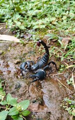 Black Scorpion 02