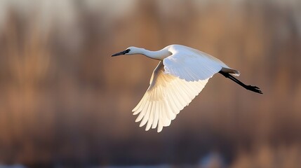 Graceful white egret soaring through the sky with wings spread wide against a soft blurred background at dawn : Generative AI