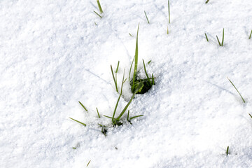 Green grass growing through the snow. Plants that come to life under the cold snow cover. Natural life and vegetation in winter. Top view, above.  © Burak
