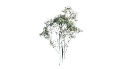 Fototapeta premium Blooming ornamental tree with delicate white flowers on transparent background