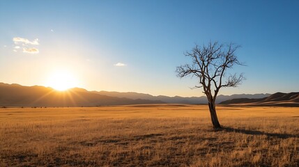 Fototapeta premium Lonely barren tree silhouetted against golden sunset over vast dry field : Generative AI
