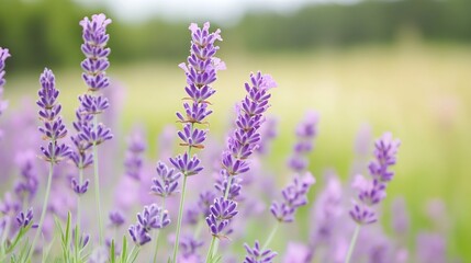 Naklejka premium Beautiful Lavender Blossoms in Nature Field with Soft Light and Green Background : Generative AI