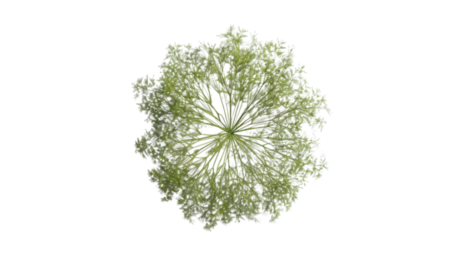 Top view of blooming tree with transparent background for easy integration
