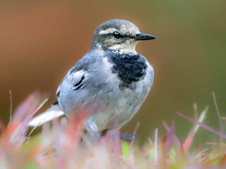 森の中で草むらを歩いてエサを探しているハクセキレイの若鳥