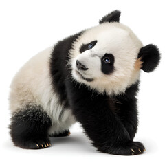 Obraz premium Cute panda on isolated white background, Clipping path