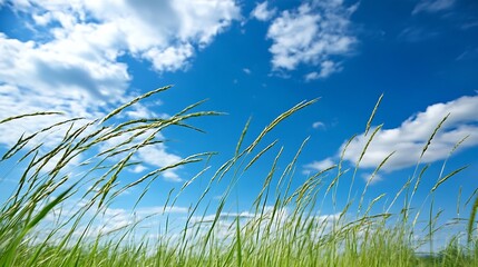 Vibrant Green Grass Under a Blue Sky with Fluffy Clouds in Warm Sunshine : Generative AI