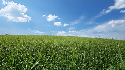 Obraz premium Lush green grass field under a vibrant blue sky with fluffy clouds creating a natural landscape view : Generative AI