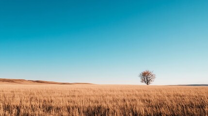 Fototapeta premium A solitary tree stands elegantly in a vast golden field under a clear blue sky : Generative AI