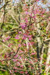 Cherry flower with a pink sakura Prunus cerasoides or Wild Himalayan Cherry,Giant tiger flower and blue sky in Phu Lom Lo ,Phetchabun, Thailand.