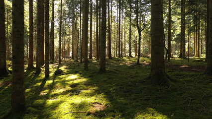 Fototapeta premium Beautiful sunny mossy conifer tree forest landscape.