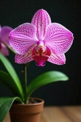 Obraz premium Pink orchid with prominent pink stripes and small black spots on a wooden table, pink, striped
