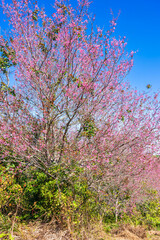 Cherry flower with a pink sakura Prunus cerasoides or Wild Himalayan Cherry,Giant tiger flower and blue sky in Phu Lom Lo ,Phetchabun, Thailand.