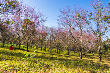 Naklejka premium Cherry flower with a pink sakura Prunus cerasoides or Wild Himalayan Cherry,Giant tiger flower and blue sky in Phu Lom Lo ,Phetchabun, Thailand.