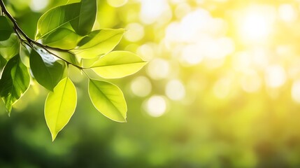 Fototapeta premium Radiant green leaves illuminated by warm sunlight filtering through the forest : Generative AI