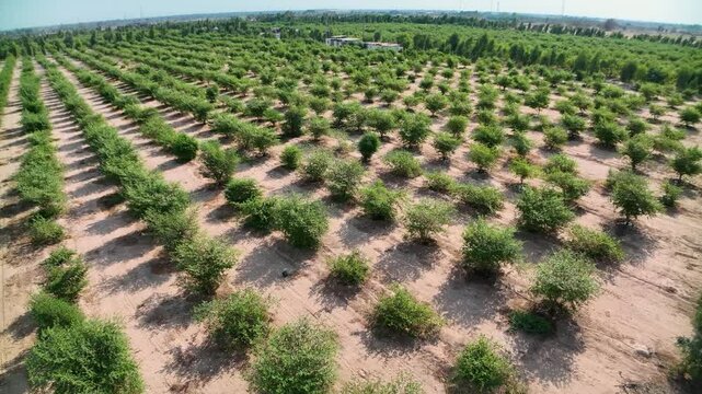 Aerial view of verdant orchards in a rural area showcases well-maintained rows of Ziziphus trees in Karbala, Iraq. A part of a several projects to exploit desert areas in Iraq.