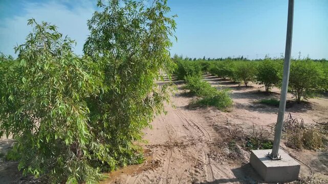 Aerial view of verdant orchards in a rural area showcases well-maintained rows of Ziziphus trees in Karbala, Iraq. A part of a several projects to exploit desert areas in Iraq.