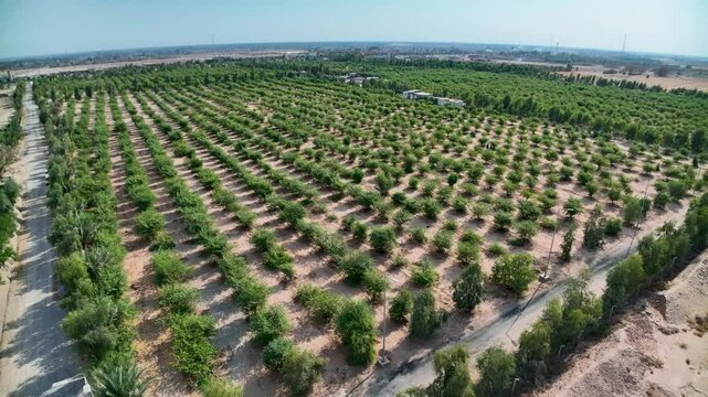 Aerial view of verdant orchards in a rural area showcases well-maintained rows of Ziziphus trees in Karbala, Iraq. A part of a several projects to exploit desert areas in Iraq.