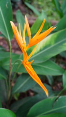 bird of paradise flower