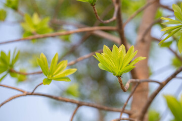 Young leaves of Cannonball tree (widely known in Asia and Thailand as Sala Langka tree), appears in the biography of the Lord Buddha