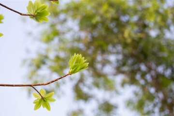 Young leaves of Cannonball tree (widely known in Asia and Thailand as Sala Langka tree), appears in the biography of the Lord Buddha