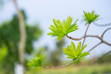 Young leaves of Cannonball tree (widely known in Asia and Thailand as Sala Langka tree), appears in the biography of the Lord Buddha