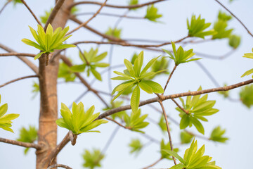 Young leaves of Cannonball tree (widely known in Asia and Thailand as Sala Langka tree), appears in the biography of the Lord Buddha