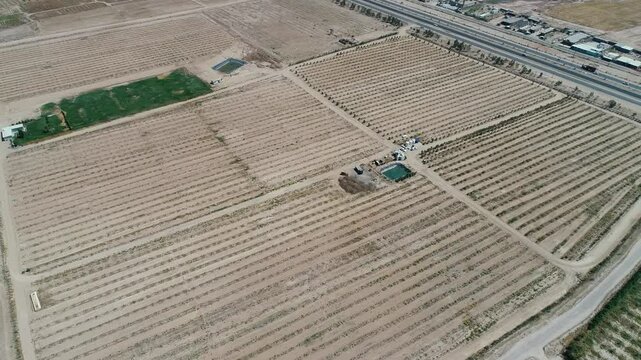 Aerial view of verdant orchards in a rural area showcases well-maintained rows of Ziziphus trees in Karbala, Iraq. A part of a several projects to exploit desert areas in Iraq.