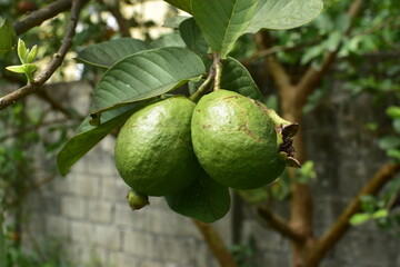 Tropical Fruits on a Tree Branch