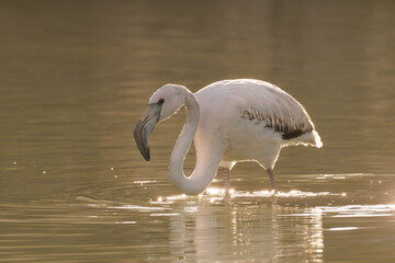 Joven flamenco común Phoenicopterus roseus retroiluminado en las salinas de Calpe, España