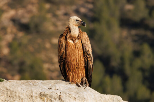 Buitre leonado gyps fulvus posado sobre roca en el parque natural sierra de Mariola, Alcoy, Espa&ntilde;a