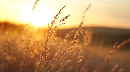 Obraz premium Golden sunlight illuminating tall grass fields at sunset creating a serene and peaceful landscape : Generative AI
