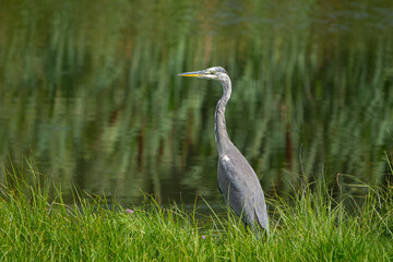 great blue heron ardea cinerea