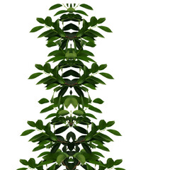 Deep green ruscus natural leaves branches background 