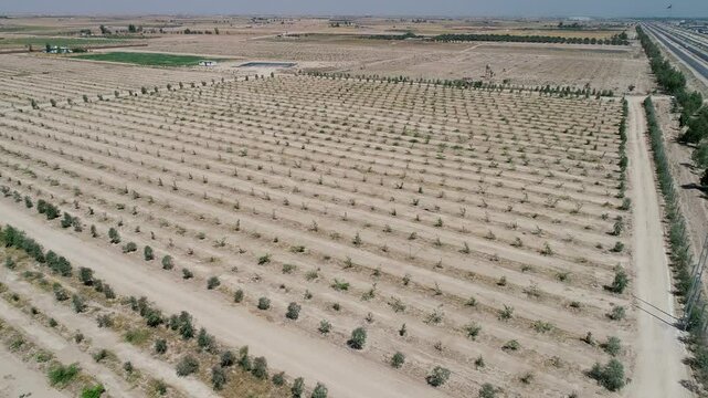 Aerial view of verdant orchards in a rural area showcases well-maintained rows of Ziziphus trees in Karbala, Iraq. A part of a several projects to exploit desert areas in Iraq.